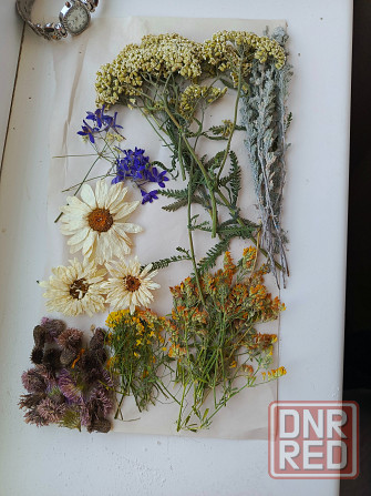 Цветы сухоцветы букеты Бердянск - изображение 2