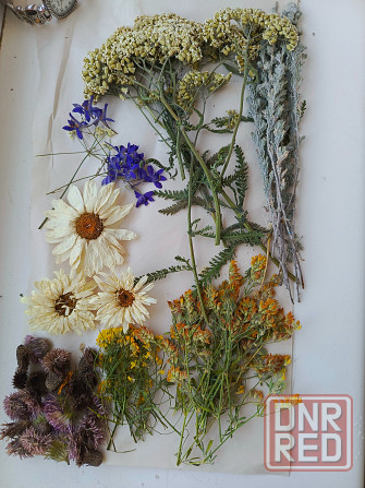 Цветы сухоцветы букеты Бердянск - изображение 1