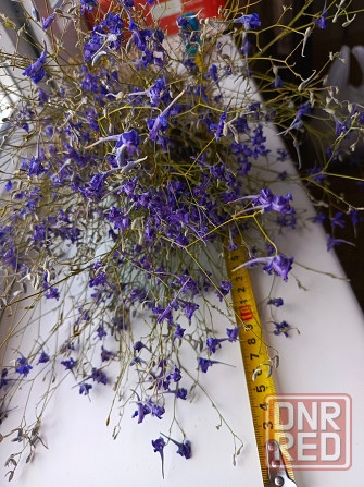 Полевые сухоцветы Бердянск - изображение 2