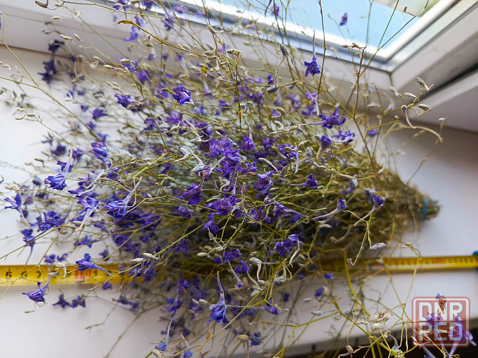 Полевые сухоцветы Бердянск - изображение 1