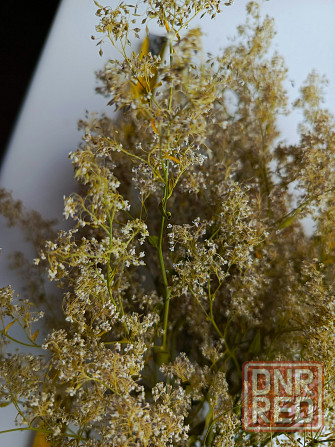 Полевые сухоцветы белые Бердянск - изображение 2