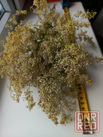 Полевые сухоцветы белые Бердянск - изображение 1