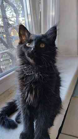 Котята Мейн куны. Донецк