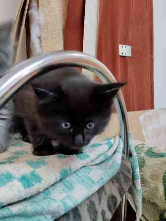 Котята Мейн куны. Донецк
