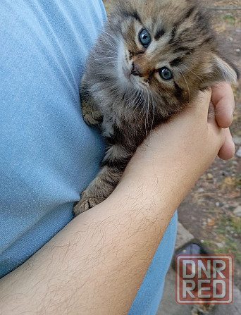 Котятко бесплатно в добрые руки Донецк - изображение 2