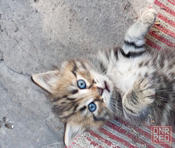 Котятко бесплатно в добрые руки Донецк - изображение 1