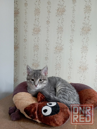 Отдам котенка Донецк - изображение 2