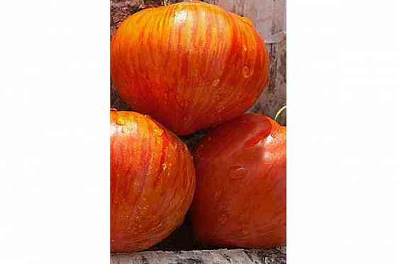 Семена томата Гамильтон. Макеевка