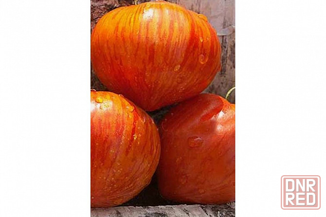 Семена томата Гамильтон. Макеевка - изображение 1