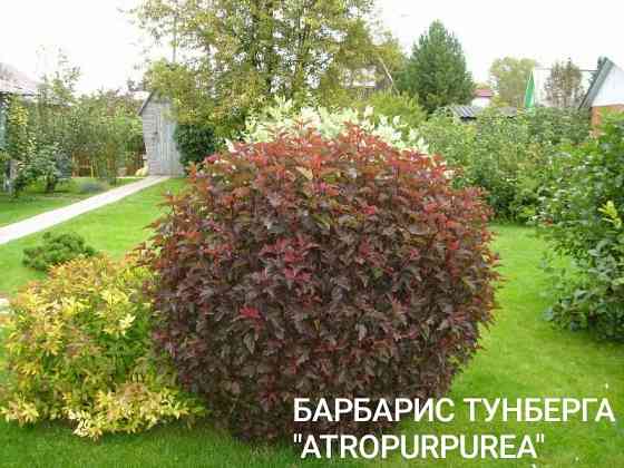 Барбарис Тунберга Донецк