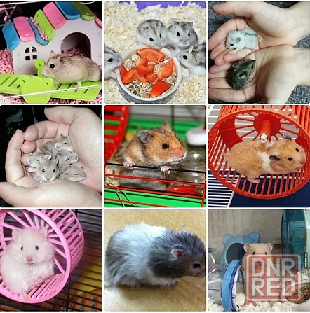Сирийский хомячок с набором и новым домиком Донецк - изображение 4