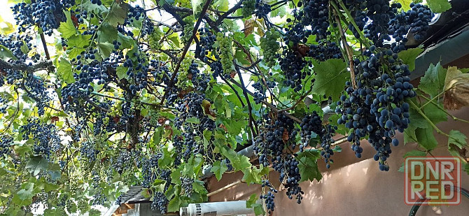 Продам виноград Донецк - изображение 1