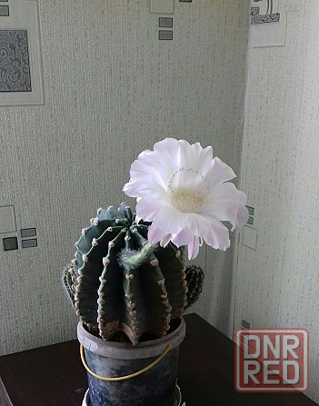 Кактус эхинопсис с бутонами Донецк - изображение 7