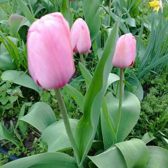 Луковицы тюльпанов Донецк