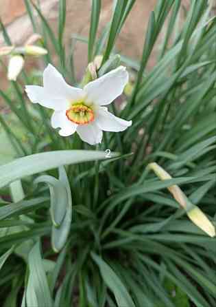 Луковицы тюльпанов Донецк