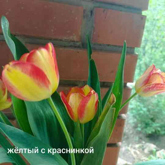 Луковицы тюльпанов Донецк