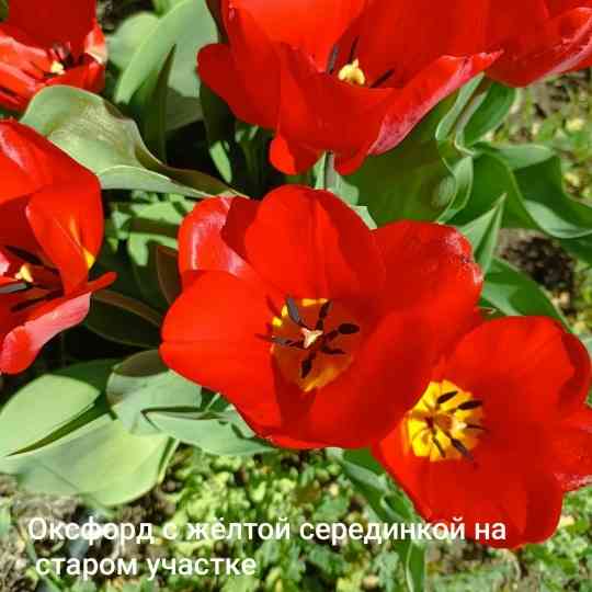 Луковицы тюльпанов Донецк