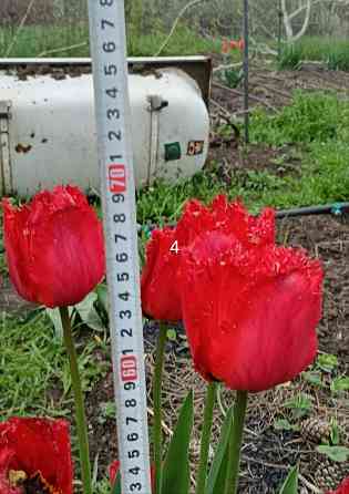 Луковицы тюльпанов Донецк