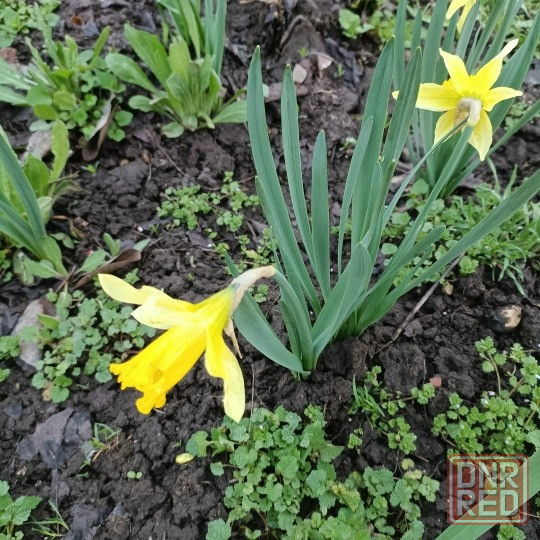 Луковицы тюльпанов Донецк - изображение 7