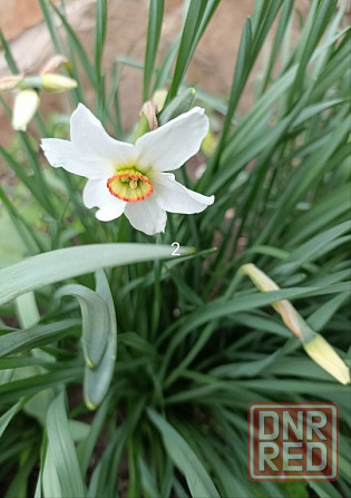 Луковицы тюльпанов Донецк - изображение 6