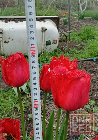 Луковицы тюльпанов Донецк - изображение 5