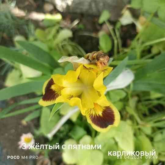 Ирисы корневища на посадку Донецк