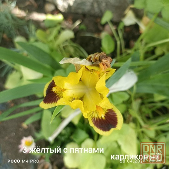Ирисы корневища на посадку Донецк - изображение 7