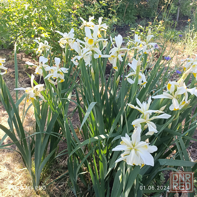 Ирисы корневища на посадку Донецк - изображение 8