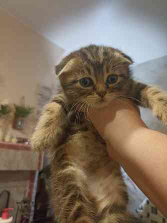 Шотландские котята недорого Донецк