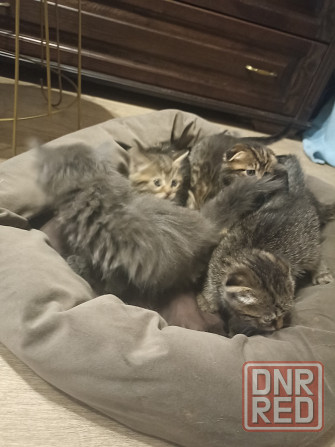 Шотландские котята недорого Донецк - изображение 6