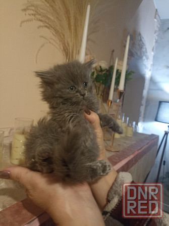 Шотландские котята недорого Донецк - изображение 5