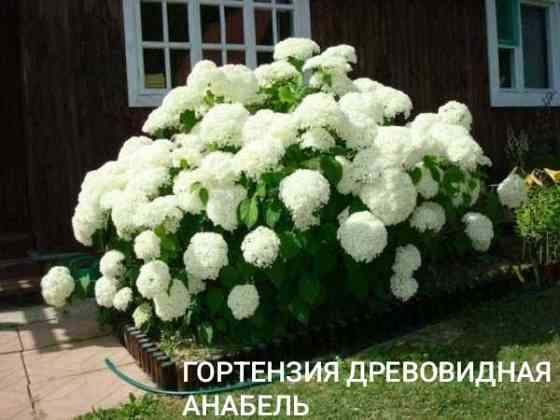 Гортензия Анабель белая Донецк