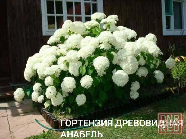 Гортензия Анабель белая Донецк - изображение 1