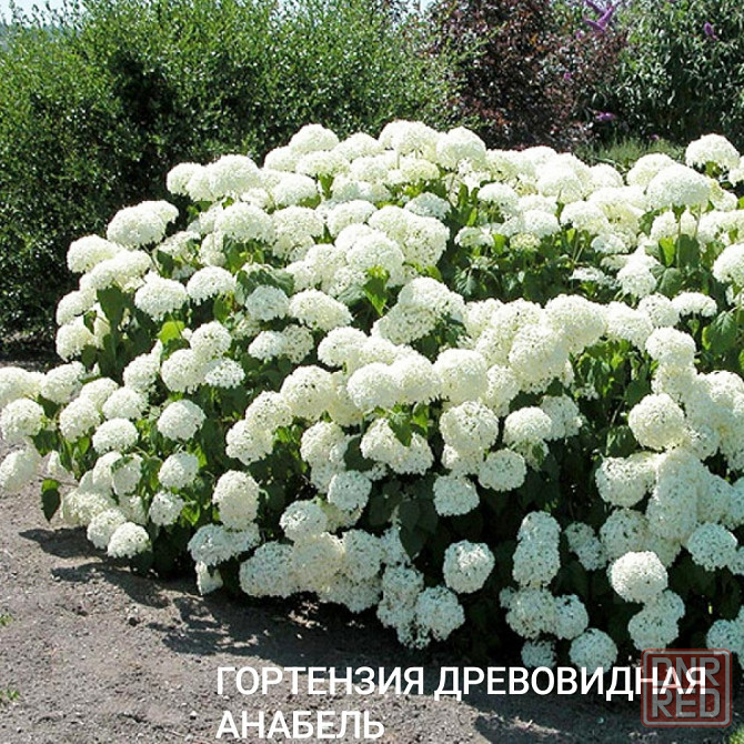 Гортензия Анабель белая Донецк - изображение 2