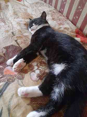 Котëнок в хорошие руки Донецк