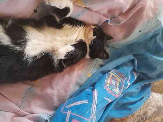 Котëнок в хорошие руки Донецк