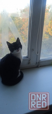 Котëнок в хорошие руки Донецк - изображение 2