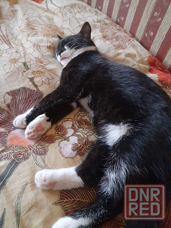 Котëнок в хорошие руки Донецк - изображение 3