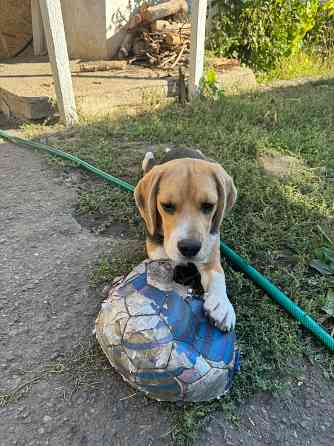 Щенок Бигля Волноваха