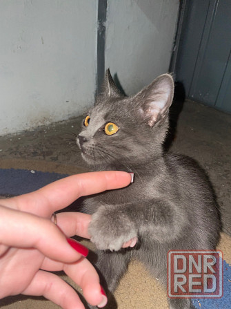 Отдам в добрые руки кошечку Харцызск - изображение 3
