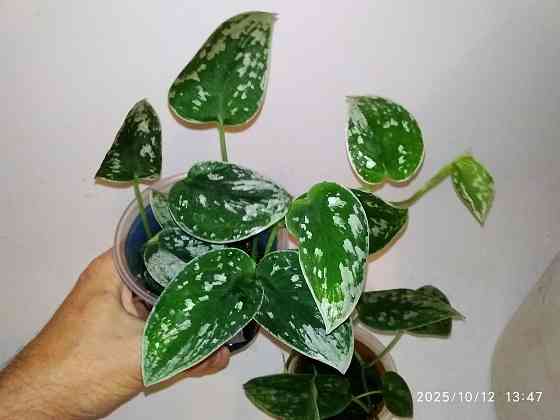 Ароидный растения Донецк