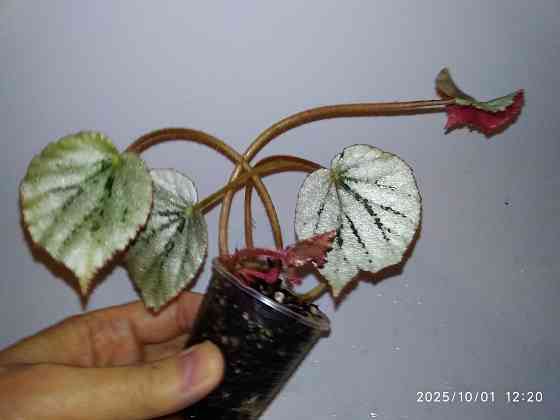 Ароидный растения Донецк