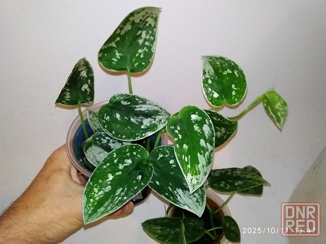 Ароидный растения Донецк - изображение 6