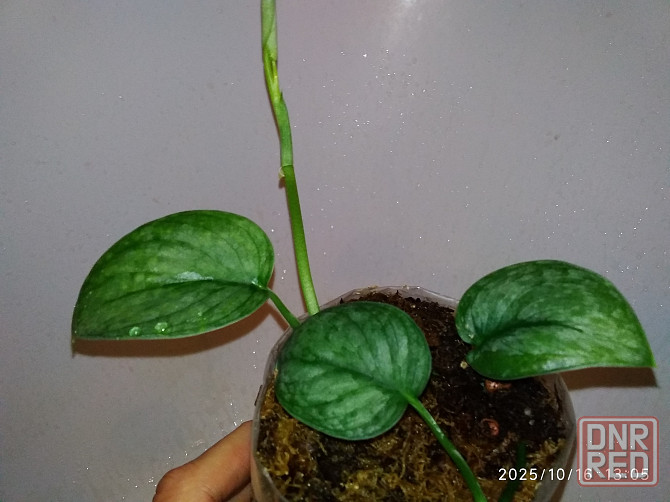 Ароидный растения Донецк - изображение 7