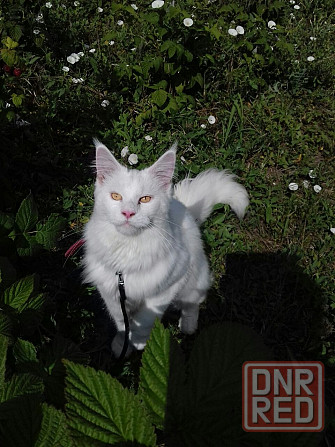 Котята полу мейн-кун Донецк - изображение 5