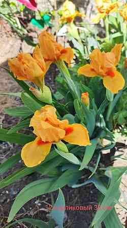 Ирис сибирский,ирисы карликовые Донецк