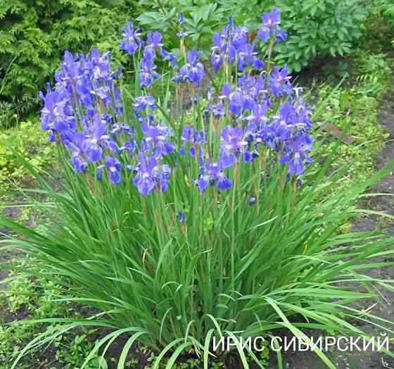 Ирис сибирский,ирисы карликовые Донецк