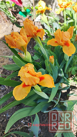 Ирис сибирский,ирисы карликовые Донецк - изображение 2