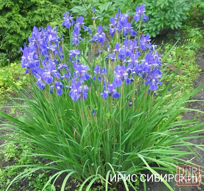 Ирис сибирский,ирисы карликовые Донецк - изображение 1