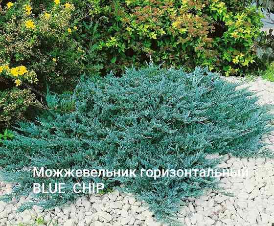 Можжевельни горизонтальный BLUE CHIP Донецк